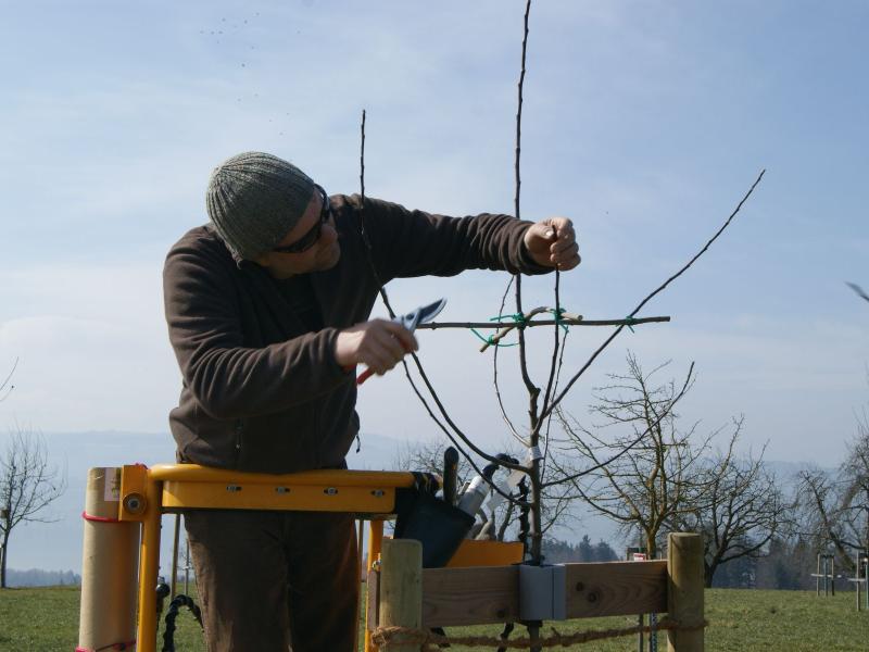 Jungbaum schneiden.JPG