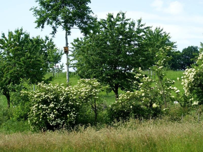 Hecke Holunder Archehof Neuhof