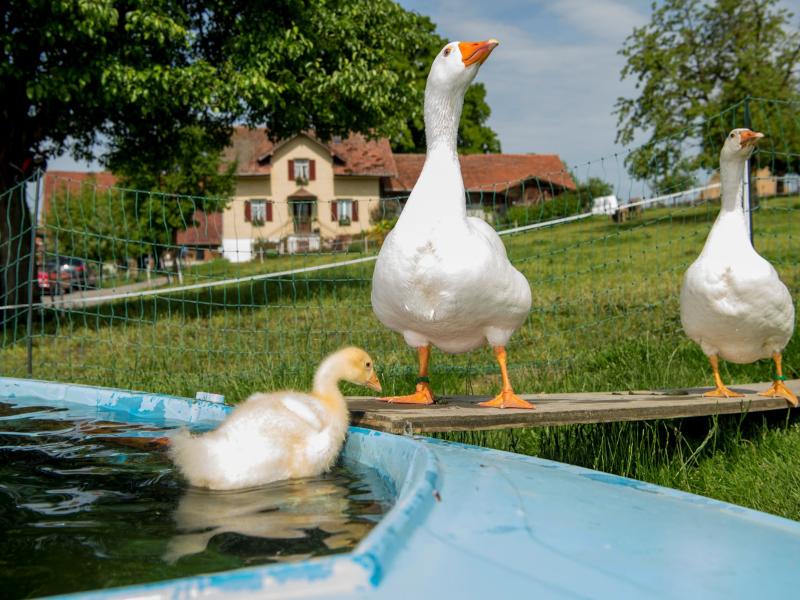 Gans