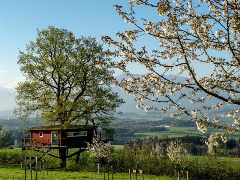 Archehof Frühling Baumhaus