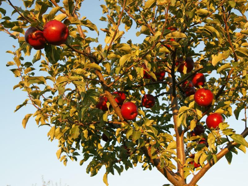 Apfelbaum.JPG
