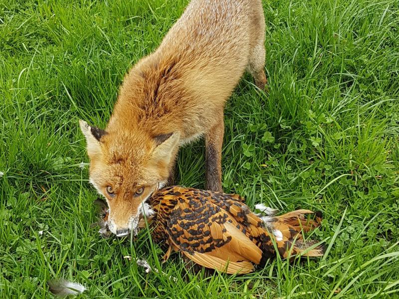 Archehof Besuch vom Fuchs