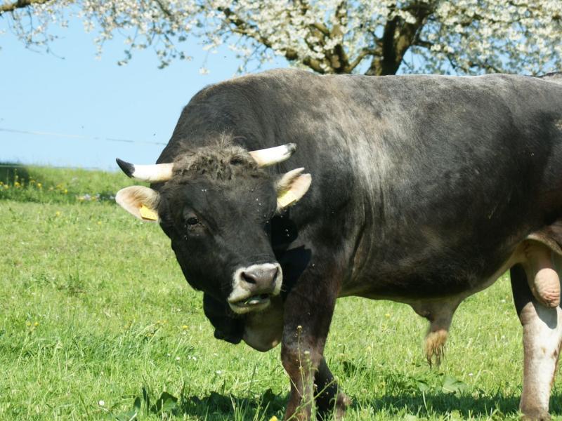 Rätisches Grauvieh Stier