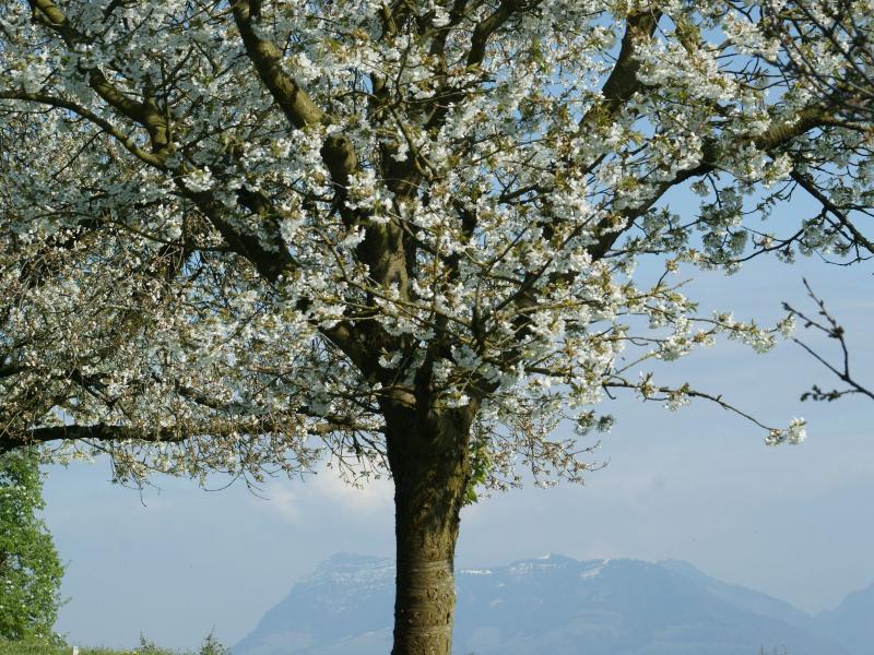 Archehof Patenbäume Kirschenblüte