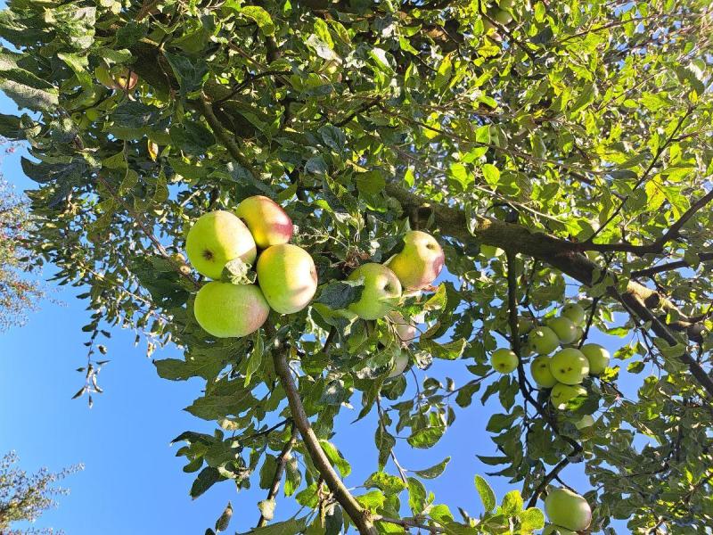 Schweizer Orangen.jpg